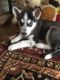 Siberian Husky Puppies for sale in Rochester, NY, USA. price: $300