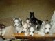 Siberian Husky Puppies for sale in New Haven, CT, USA. price: NA
