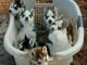 Siberian Husky Puppies for sale in Brownsville, TX, USA. price: NA