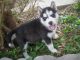 Siberian Husky Puppies for sale in Savannah, GA, USA. price: NA