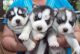 Siberian Husky Puppies for sale in Savannah, GA, USA. price: NA