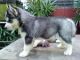 Siberian Husky Puppies for sale in Adams, NY 13605, USA. price: NA
