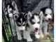 Siberian Husky Puppies for sale in Adams, NY 13605, USA. price: NA