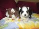 Siberian Husky Puppies for sale in Athens, GA, USA. price: NA
