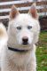 Siberian Husky Puppies for sale in Catlettsburg, KY 41129, USA. price: NA