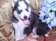 Siberian Husky Puppies for sale in Oregon City, OR 97045, USA. price: NA