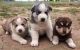 Siberian Husky Puppies for sale in Dover Base Housing, DE, USA. price: NA