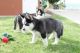 Siberian Husky Puppies for sale in Wilmington, VT, USA. price: NA