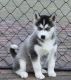 Siberian Husky Puppies for sale in Green Bay, WI, USA. price: NA