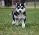 Siberian Husky Puppies for sale in Jackson, MI, USA. price: $200