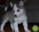 Siberian Husky Puppies for sale in Jemez Pueblo, NM, USA. price: NA
