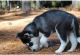 Siberian Husky Puppies for sale in Overland Park, KS, USA. price: NA