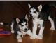 Siberian Husky Puppies for sale in Mobile, AL, USA. price: $280
