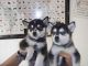 Siberian Husky Puppies for sale in Peoria, AZ, USA. price: $280