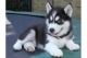 Siberian Husky Puppies for sale in Anaheim, CA, USA. price: NA