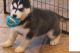 Siberian Husky Puppies for sale in Georgetown, DE 19947, USA. price: NA