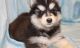 Siberian Husky Puppies for sale in Alexander, IL, USA. price: NA