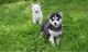 Siberian Husky Puppies for sale in Huntington Beach, CA, USA. price: NA