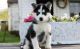 Siberian Husky Puppies for sale in Ashburn, VA, USA. price: $400