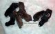 Siberian Husky Puppies for sale in Scottsdale, AZ, USA. price: $350