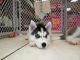 Siberian Husky Puppies for sale in Worcester, MA, USA. price: $4,433,330,000