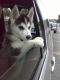 Siberian Husky Puppies for sale in Worcester, MA, USA. price: $450