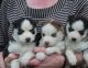 Siberian Husky Puppies for sale in Topeka, KS, USA. price: NA