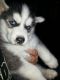 Siberian Husky Puppies for sale in Abita Springs, LA 70420, USA. price: $200