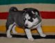Siberian Husky Puppies for sale in Cambridge, OH 43725, USA. price: $800