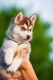 Siberian Husky Puppies for sale in Mobile, AL, USA. price: NA