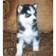 Siberian Husky Puppies for sale in Madison, WI, USA. price: NA