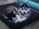 Siberian Husky Puppies for sale in Abbeville, GA 31001, USA. price: NA