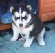 Siberian Husky Puppies for sale in Beaver Creek, CO 81620, USA. price: NA