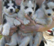 Siberian Husky Puppies for sale in St. Louis, MO, USA. price: NA