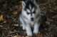 Siberian Husky Puppies for sale in Albert City, IA 50510, USA. price: NA