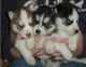 Siberian Husky Puppies for sale in Hampton, VA, USA. price: $350