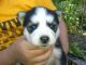 Siberian Husky Puppies for sale in Tempe, AZ, USA. price: NA