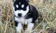 Siberian Husky Puppies for sale in Adamstown, PA, USA. price: $250