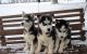 Siberian Husky Puppies for sale in Battle Lake, MN 56515, USA. price: NA