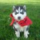 Siberian Husky Puppies for sale in Alexander, ME 04694, USA. price: NA