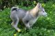 Siberian Husky Puppies for sale in Buffalo, NY, USA. price: NA