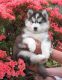 Siberian Husky Puppies for sale in Bellevue, KY, USA. price: NA