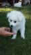 Siberian Husky Puppies for sale in Adairsville, GA 30103, USA. price: NA