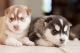 Siberian Husky Puppies for sale in Hampton, VA, USA. price: $400