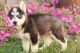 Siberian Husky Puppies for sale in Delaware City, DE, USA. price: NA