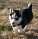 Siberian Husky Puppies for sale in McAllen, TX, USA. price: NA