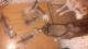 Siberian Husky Puppies for sale in Matawan, NJ 07747, USA. price: $350
