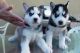 Siberian Husky Puppies for sale in Monterrey, Nuevo Leon, Mexico. price: NA
