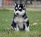 Siberian Husky Puppies for sale in Acadia Valley, AB T0J, Canada. price: NA