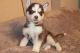 Siberian Husky Puppies for sale in Ocala, FL, USA. price: NA